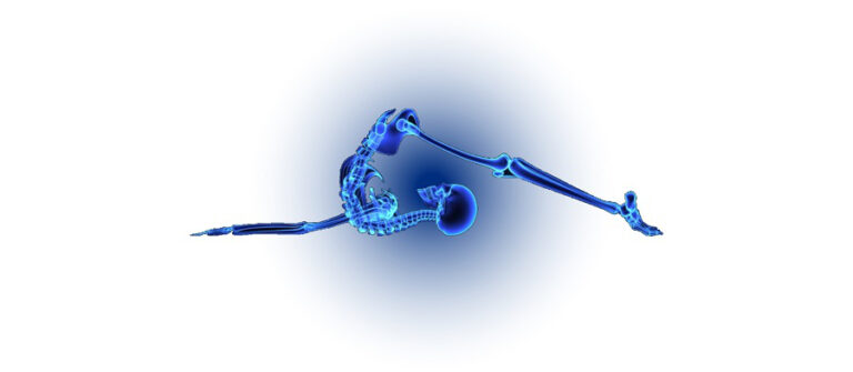 anatomie palpatoire école dynamis